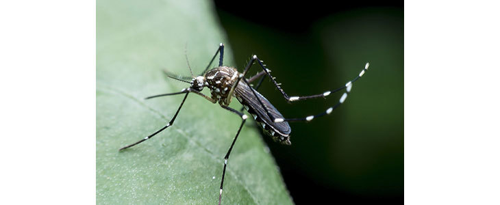 74% popust na paket 10 zapestnic proti komarjem in drug - Kuponko.si