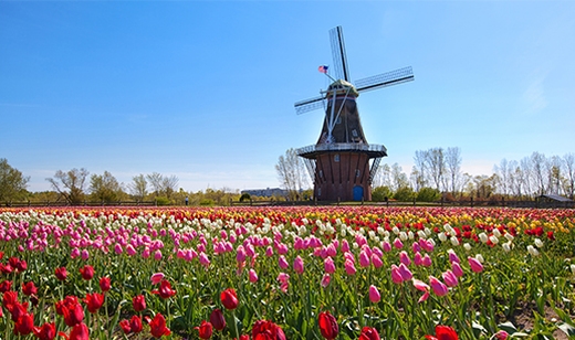 HUDA CENA za izlet po deželi tulipanov, Nizozemski, z o - Kuponko.si