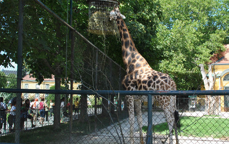 HUDA CENA na enodnevni izlet na Dunaj z možnostjo ogled - Kuponko.si
