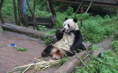 HUDA CENA na enodnevni izlet na Dunaj z možnostjo ogled - Kuponko.si