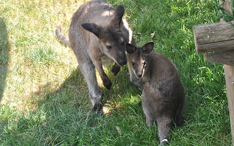 HUDA CENA na vstopnico Zabaviščni park Mini Zoo Land v - Kuponko.si