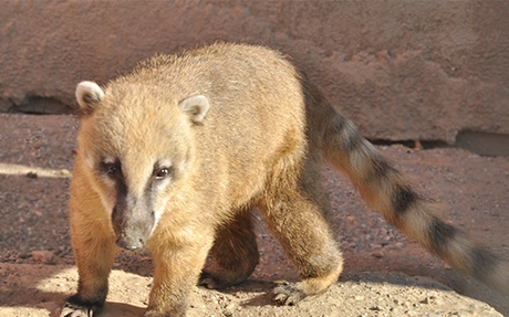 HUDA CENA na vstopnico Zabaviščni park Mini Zoo Land v - Kuponko.si