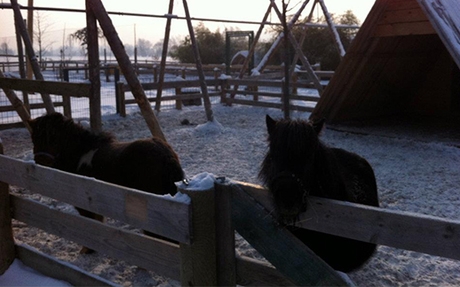 HUDA CENA na vstopnico Zabaviščni park Mini Zoo Land v - Kuponko.si