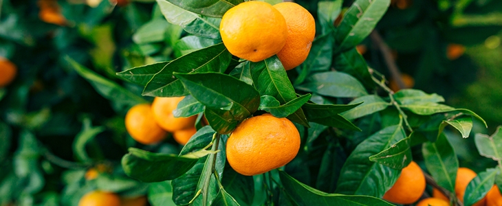 HUDA CENA za izlet z obiranjem mandarin v dolini Neretv - Kuponko.si