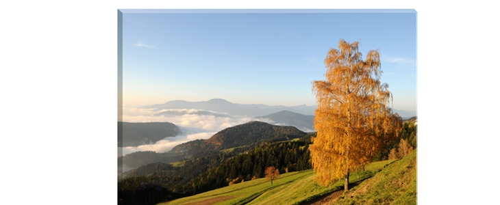 58% popust na kakovostno foto platno s fotografijo ali - Kuponko.si