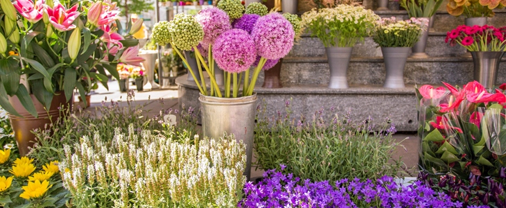 HUDA CENA na 1-dnevni izlet v Italijo in obisk cvetličn - Kuponko.si
