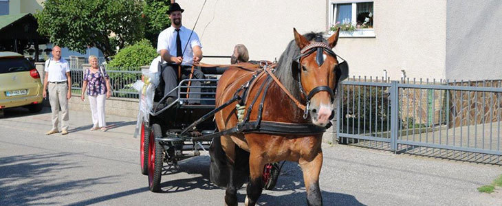 HUDA CENA za turistično 60-minutno vožnjo s kočijo po K - Kuponko.si