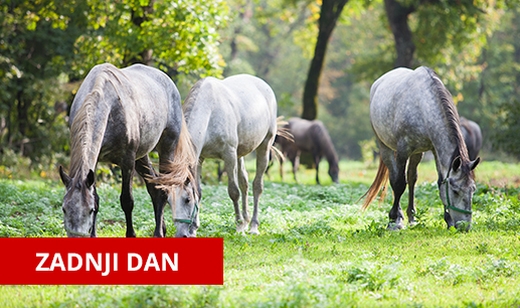 -50% popust na ogled slovenskega ponosa Kobilarne Lipic - Kuponko.si