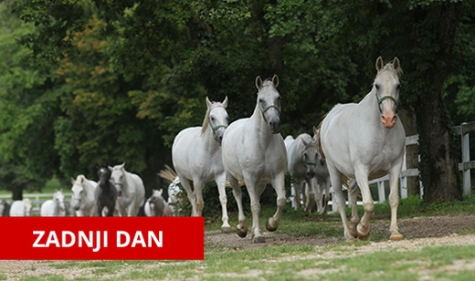 -50% popust na ogled slovenskega ponosa Kobilarne Lipic - Kuponko.si