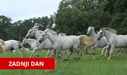 -50% popust na ogled slovenskega ponosa Kobilarne Lipic - Kuponko.si