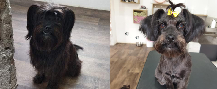 Celotna nega za psa; pasji salon pepa - Kuponko.si