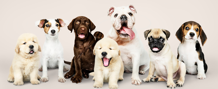 Puppy 4paws - spletni tečaj vzgoje kužkov - Kuponko.si