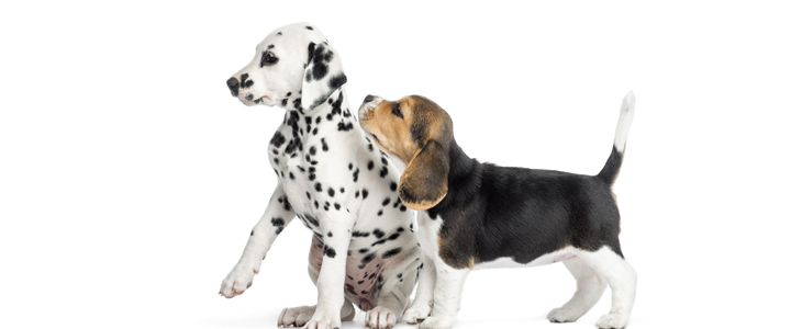 Puppy 4paws - spletni tečaj vzgoje kužkov - Kuponko.si