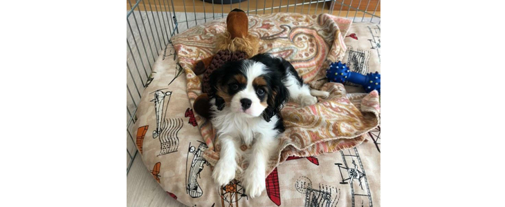 Puppy 4paws - spletni tečaj vzgoje kužkov - Kuponko.si