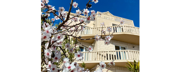 Hotel Villa Džamonja****, Bol na Braču - Kuponko.si