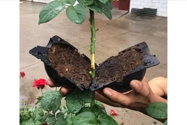 Posode za gojenje korenin, 3 velikosti