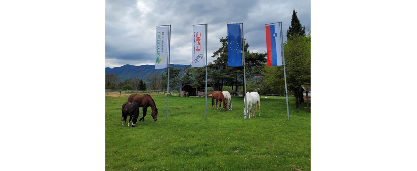 Konjeniški klub Palomino: šola jahanja - Kuponko.si