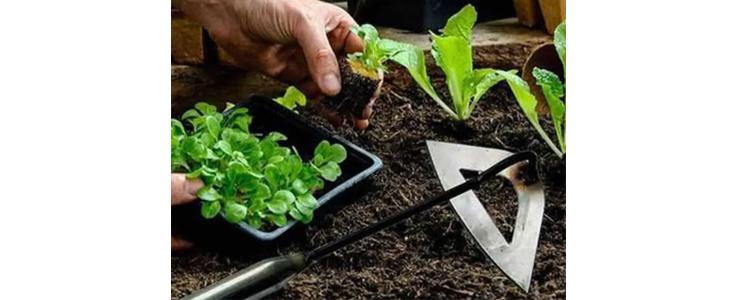 Unikatno oblikovana motika PickGarden - Kuponko.si