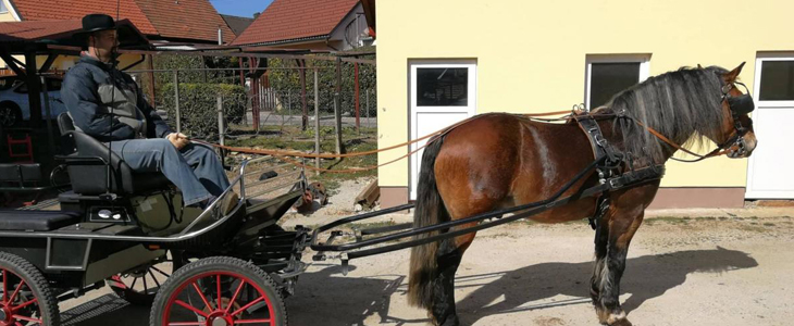 Kmetija Pri Potočniku-Šraj: vožnja s kočijo - Kuponko.si