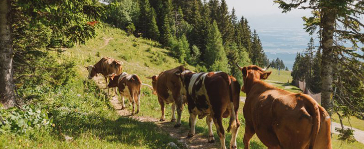 Ekološka kmetija Pr Dovar, Ambrož pod Krvavcem - Kuponko.si