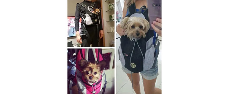 DoggyPack, oblazinjen in udoben nahrbtnik za psa - Kuponko.si