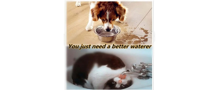 NoSplashBowl, pasja posoda za pitje - Kuponko.si