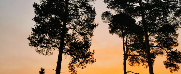 Wellness Pine Heaven: najem savne in masažnega bazena - Kuponko.si