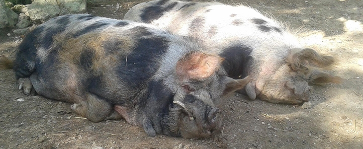 HUDA CENA za vstopnico v živalski park Na Jasi z več ko - Kuponko.si