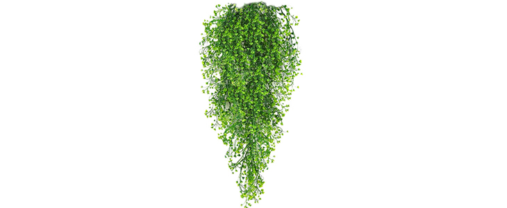 Okrasna viseča rastlina – Ivyplant - Kuponko.si