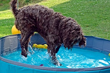 Zložljiv pasji bazen za poletno osvežitev