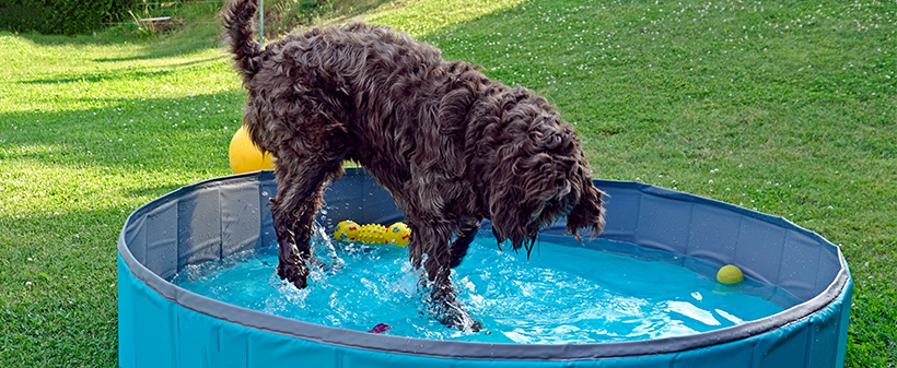 Zložljiv pasji bazen za poletno osvežitev - Kuponko.si
