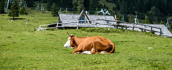 Hotel Rozka na Krvavcu - oddih s polpeznionom - Kuponko.si