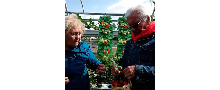 1+1 GRATIS StrawberryBag, viseča vreča za sajenje jagod - Kuponko.si