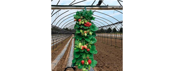 1+1 GRATIS StrawberryBag, viseča vreča za sajenje jagod - Kuponko.si