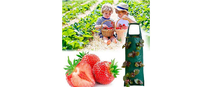 1+1 GRATIS StrawberryBag, viseča vreča za sajenje jagod - Kuponko.si