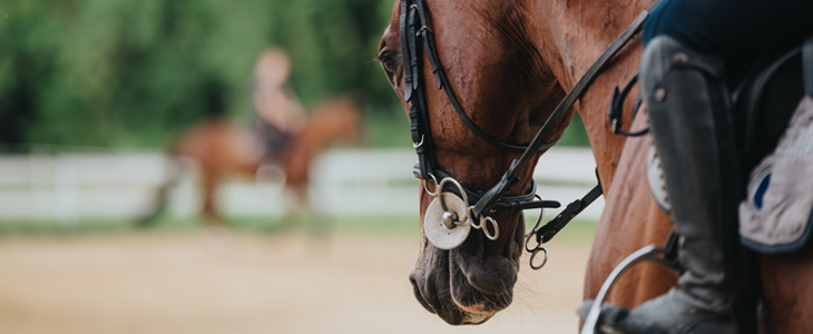 Turistična kmetija Ranč Velika, jahanje - Kuponko.si