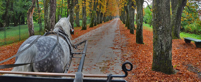 Motel Izvor Bosne 4*: jesenske počitnice - Kuponko.si