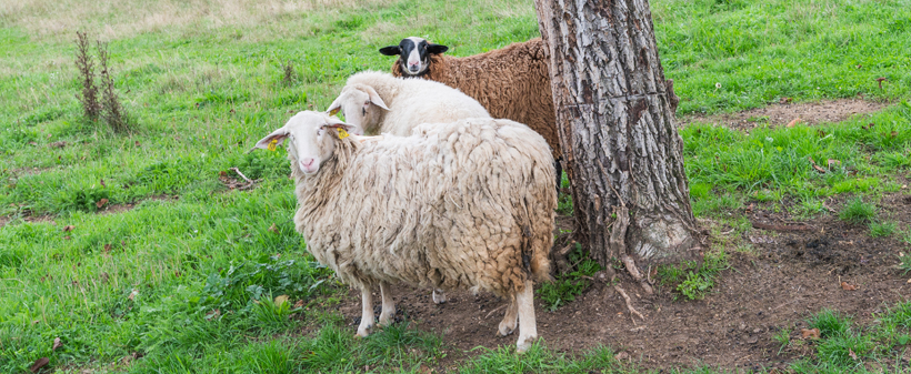 Ranč Dida, Petrovci: nočitev z uporabo jacuzzija - Kuponko.si
