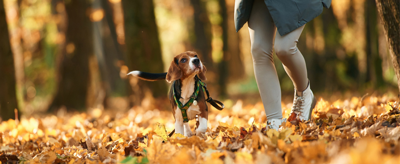 Pasja spominska knjiga: Moja pasja spominska knjiga - Kuponko.si