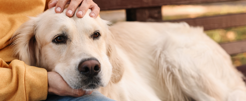 Pasja spominska knjiga: Moja pasja spominska knjiga - Kuponko.si