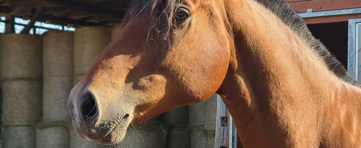 Equestin šola dresurnega jahanja Ljubljana, rojstni dan - Kuponko.si