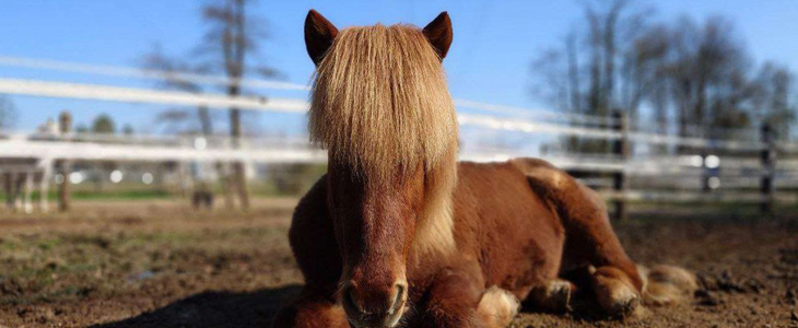 Equestin šola jahanja, sprehod na konju za otroke - Kuponko.si