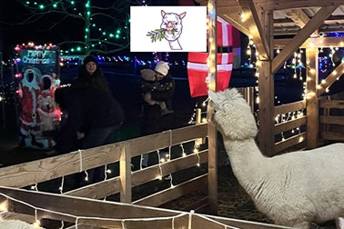 Alpaka Land, zimsko druženje za alpakami