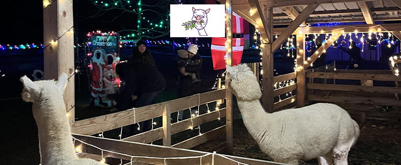 Alpaka Land, zimsko druženje za alpakami - Kuponko.si