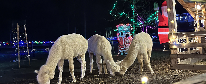 Alpaka Land, zimsko druženje za alpakami - Kuponko.si