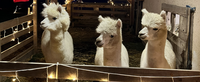 Alpaka Land, zimsko druženje za alpakami - Kuponko.si