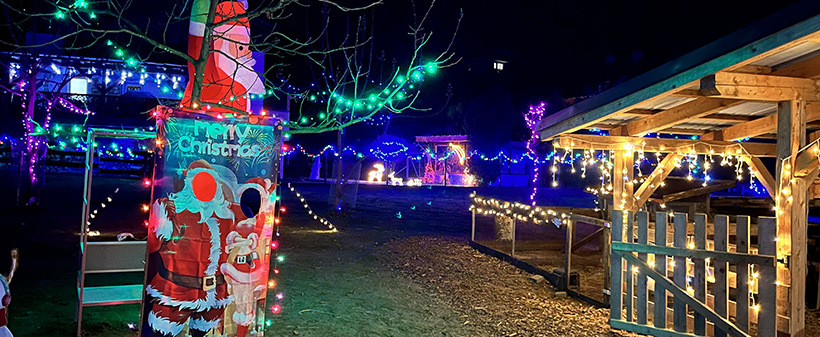 Alpaka Land, zimsko druženje za alpakami - Kuponko.si