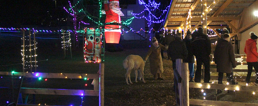 Alpaka Land, zimsko druženje za alpakami - Kuponko.si