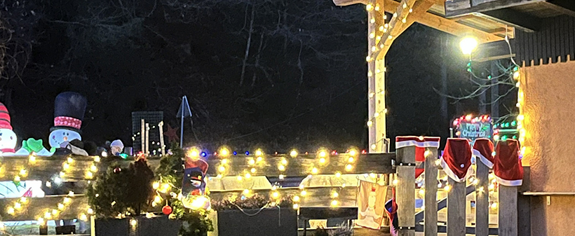 Alpaka Land, zimsko druženje za alpakami - Kuponko.si