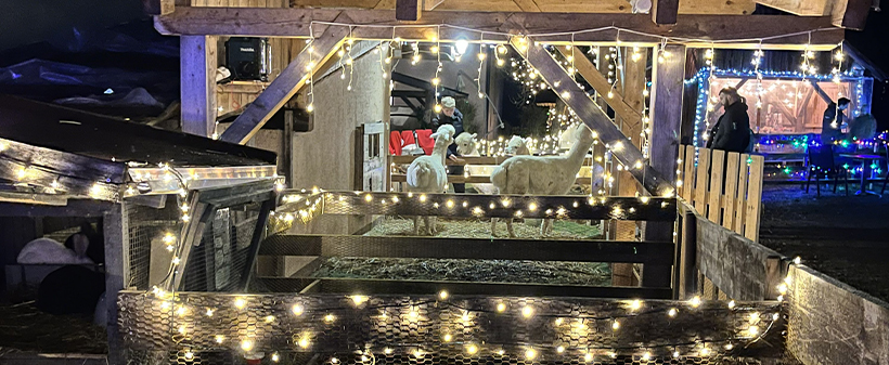 Alpaka Land, zimsko druženje za alpakami - Kuponko.si